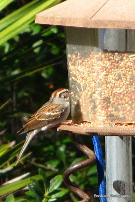 house sparrow