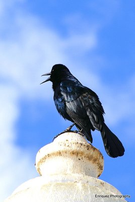 grackle