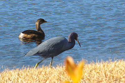 GREBE AND LITTLE BLUE HERON
