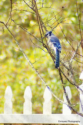 BLUE JAY