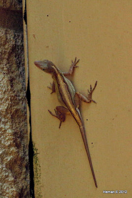 BROWN ANOLE
