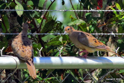 MOURNING DOVES