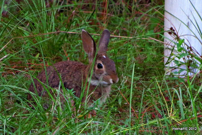 Bunny from my porch
