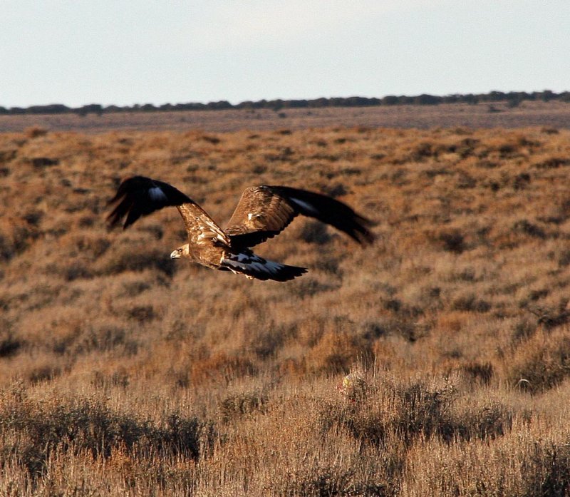 Bird of prey