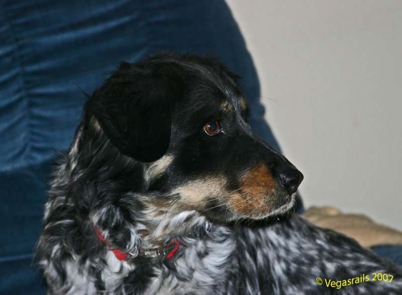Daisy in her chair