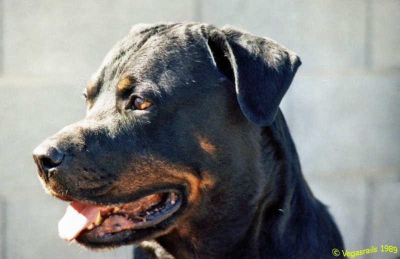 Duke 1989.