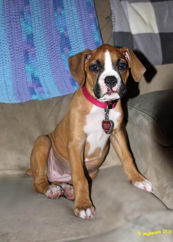 Addie posin