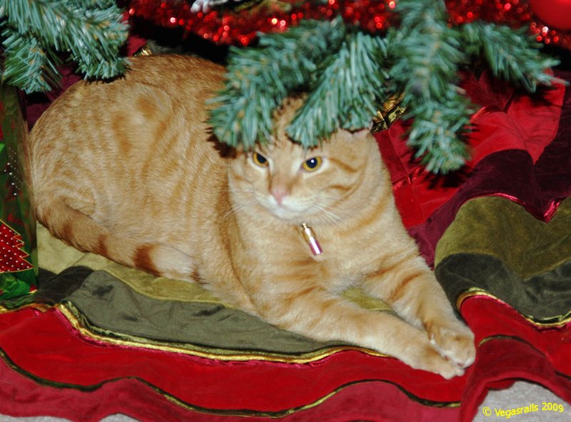 Henry 1st Christmas