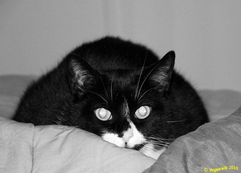 Jackson in Black and White