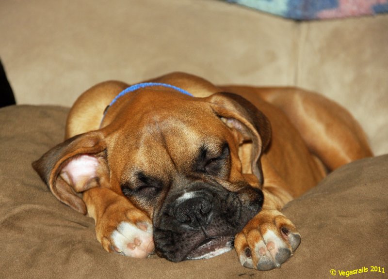 Sleepin Ryder