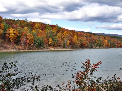 Shenandoah Valley: Geese and fall color