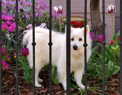 Inside Looking Out (Walls and Fences Challenge)