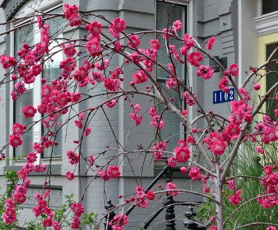 The fleeting face of spring in Washington