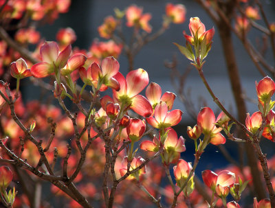 City of dogwoods