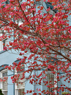 Red dogwood on blue