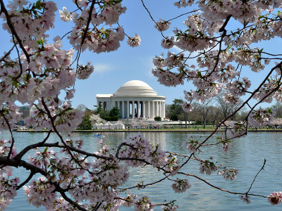 Cherry Blossoms on the Tidal Basin (2nd, Changing Seasons Challenge)