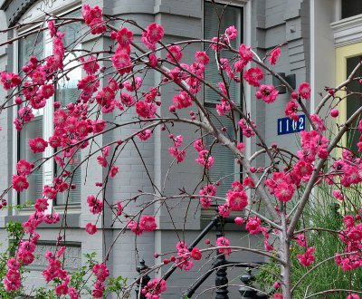 Blooms in the City
