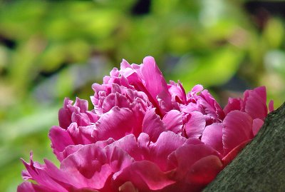 Peony resting on a branch