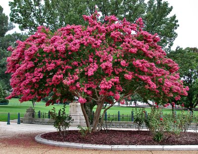 Crape myrtle, US Capitol grounds