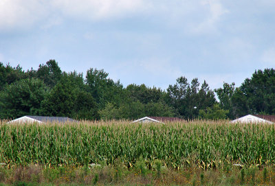 Eastern Shore cornfield
