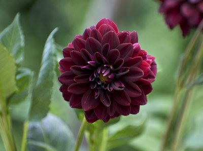 Dahlia