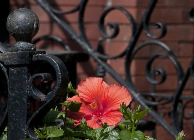 Wrought iron hibiscus