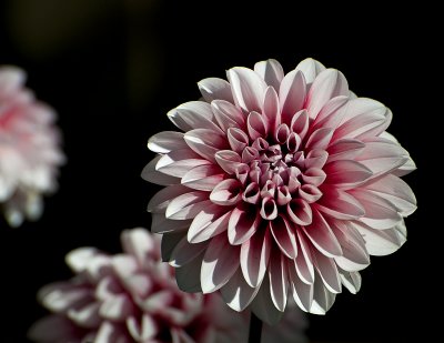 Backyard dahlia 1