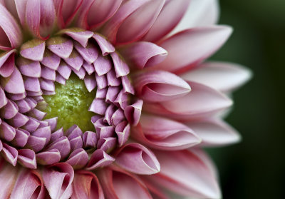 Dahlia bud