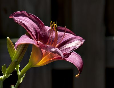 This was the last lily...