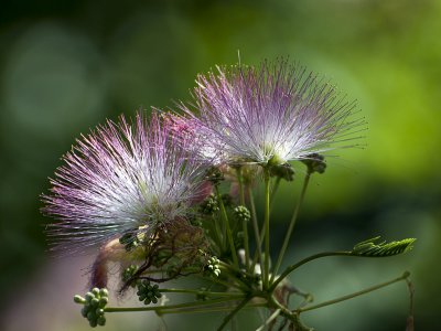 Tree blossom