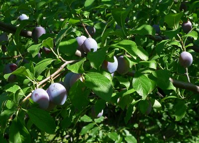 Almost ready for the picking