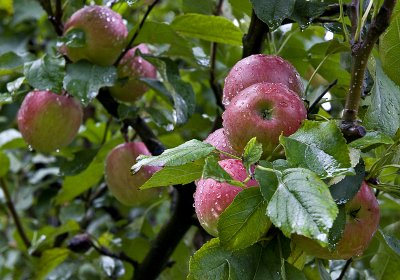 Waiting for the picking