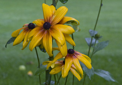 Patio flowers