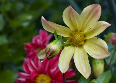 Garden blooms