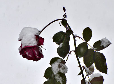 Snow rose 1