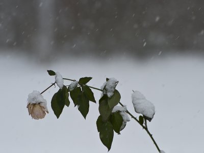 Snow rose 2