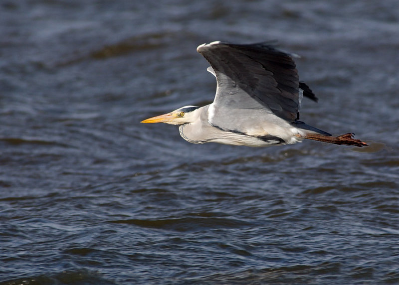 Grey Heron