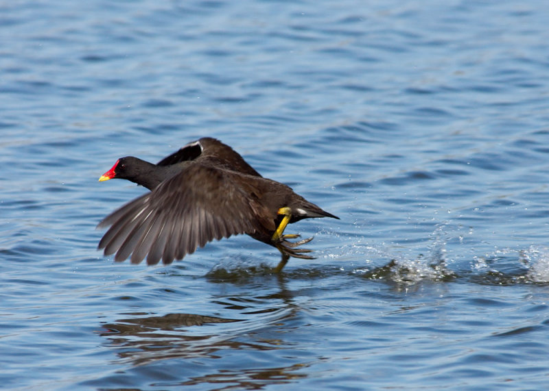 Moorhen