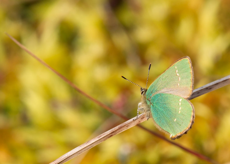 Green Hairstreak