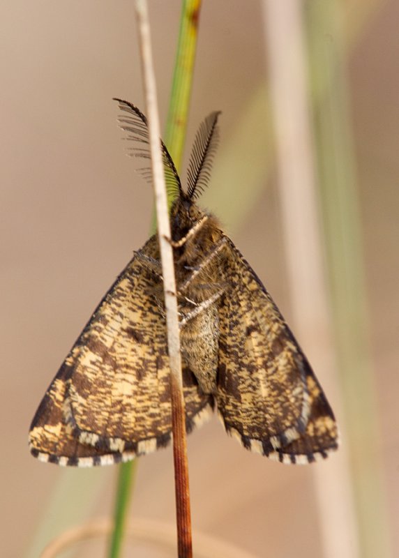 Common Heath