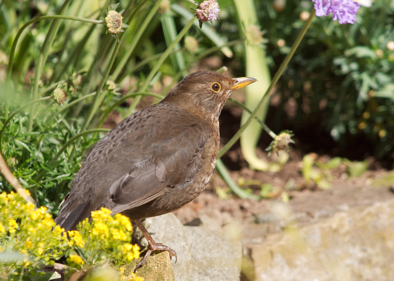 Blackbird