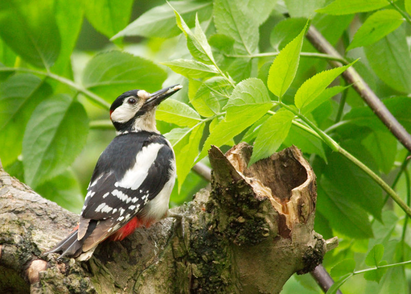 Great Spotted Woodpecker