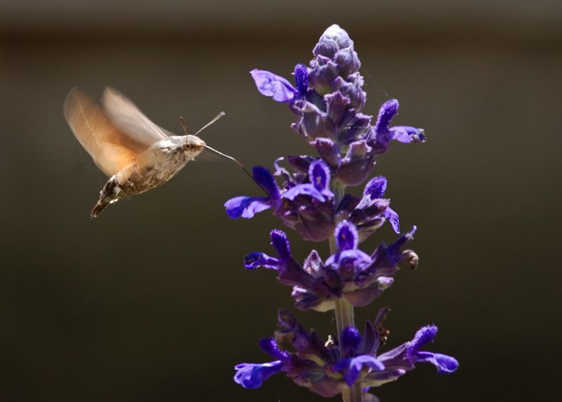Hummingbird Hawk-moth