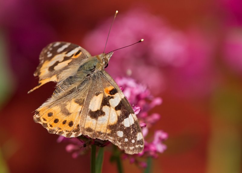 Painted Lady