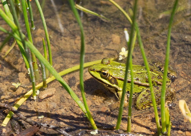 Marsh Frog