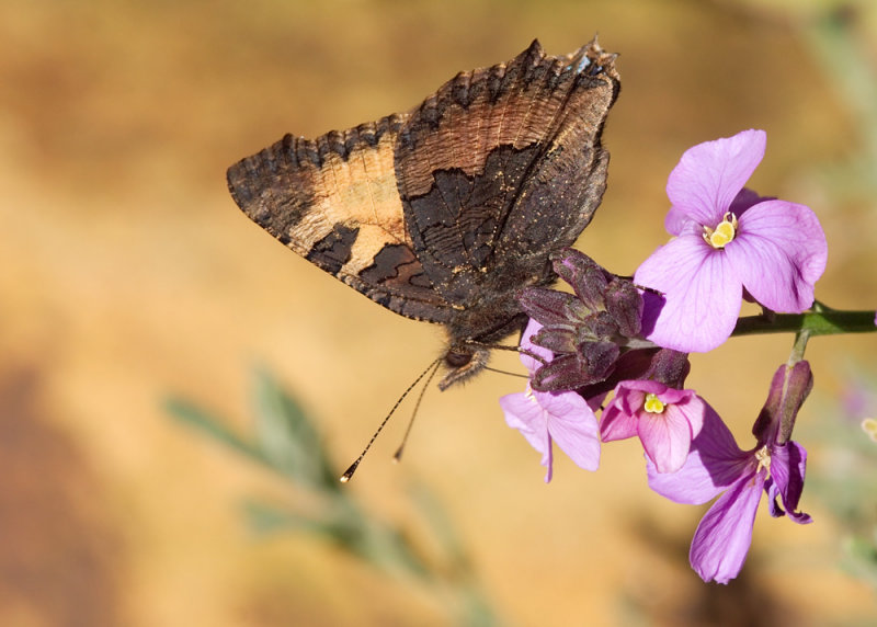 Small Tortoiseshell