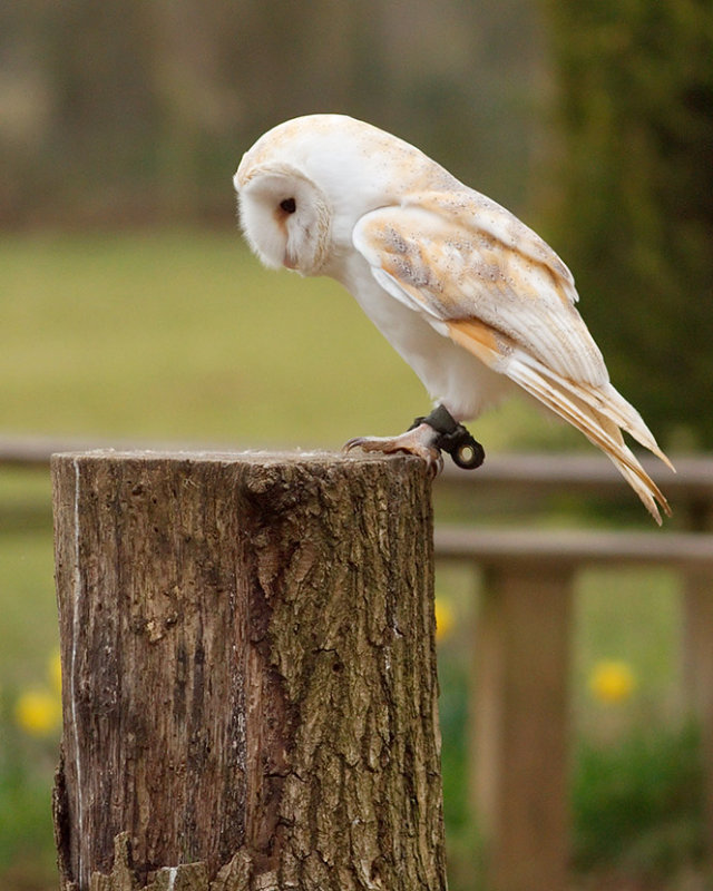 Barn Owl