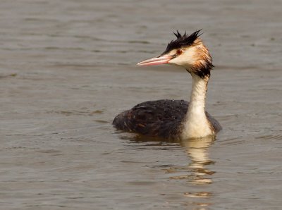 Great Crested Grebe