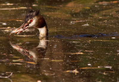 Great Crested Grebe with fish