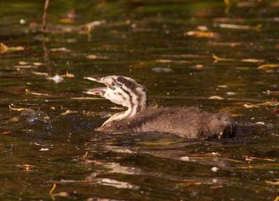 Great Crested Grebe (juvenile)